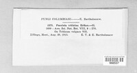 Puccinia recondita image
